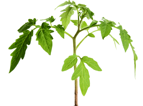 sprout